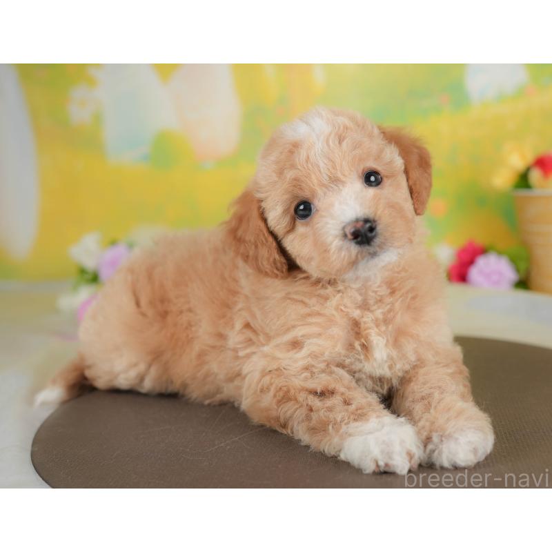 販売中の群馬県のビションプー:ビションフリーゼ×トイプードル-446318の9枚目