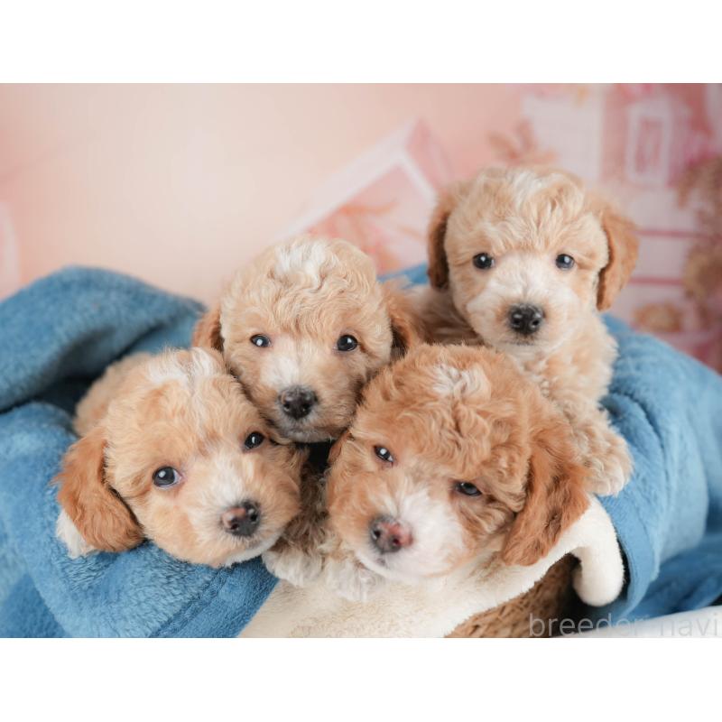 販売中の群馬県のビションプー:ビションフリーゼ×トイプードル-446318の8枚目