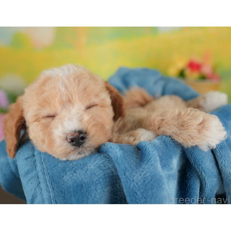 販売中の群馬県のビションプー:ビションフリーゼ×トイプードル-446318の7枚目