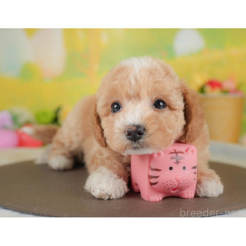 販売中の群馬県のビションプー:ビションフリーゼ×トイプードル-446318の6枚目