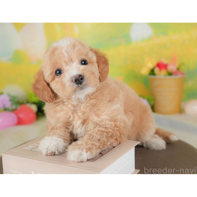 販売中の群馬県のビションプー:ビションフリーゼ×トイプードル-446318の5枚目