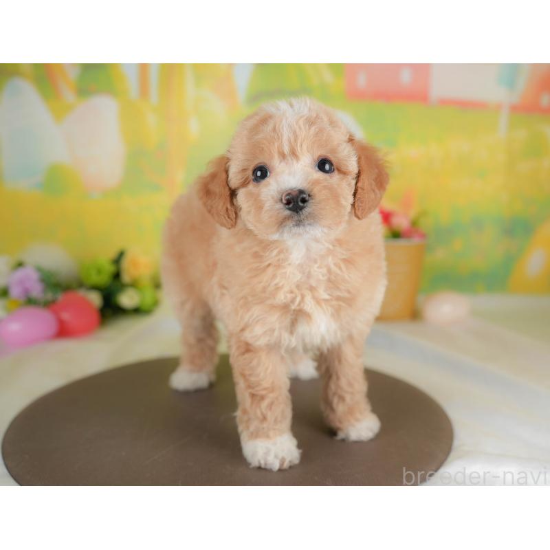 販売中の群馬県のビションプー:ビションフリーゼ×トイプードル-446318の4枚目