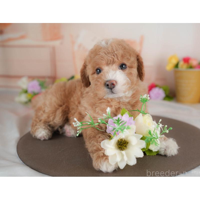 販売中の群馬県のビションプー:ビションフリーゼ×トイプードル-446314の9枚目