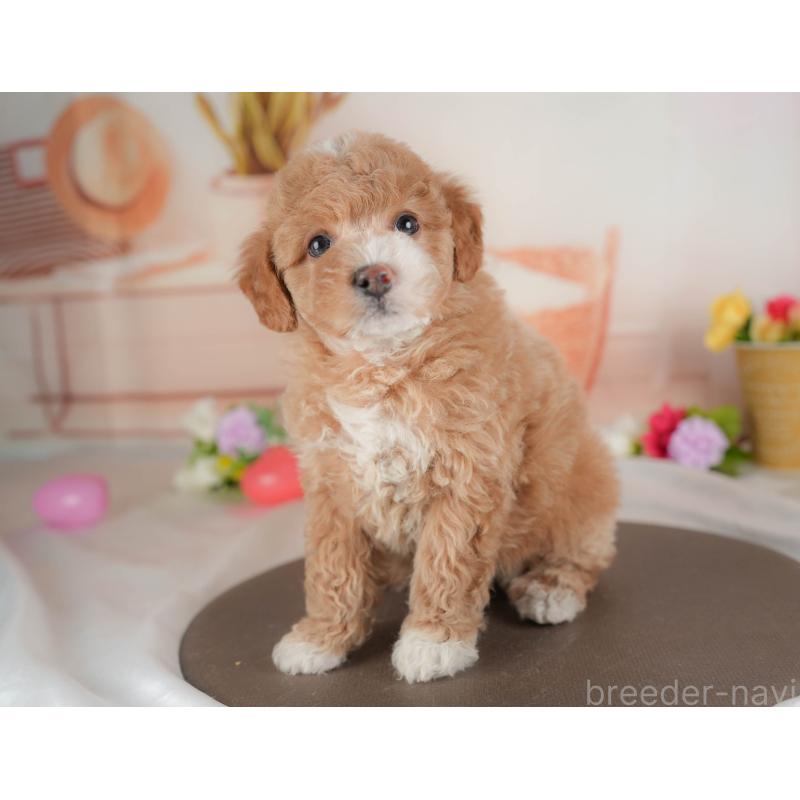 販売中の群馬県のビションプー:ビションフリーゼ×トイプードル-446314の7枚目