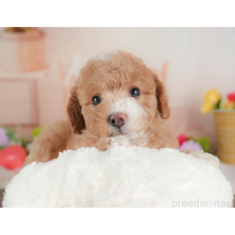 販売中の群馬県のビションプー:ビションフリーゼ×トイプードル-446314の6枚目