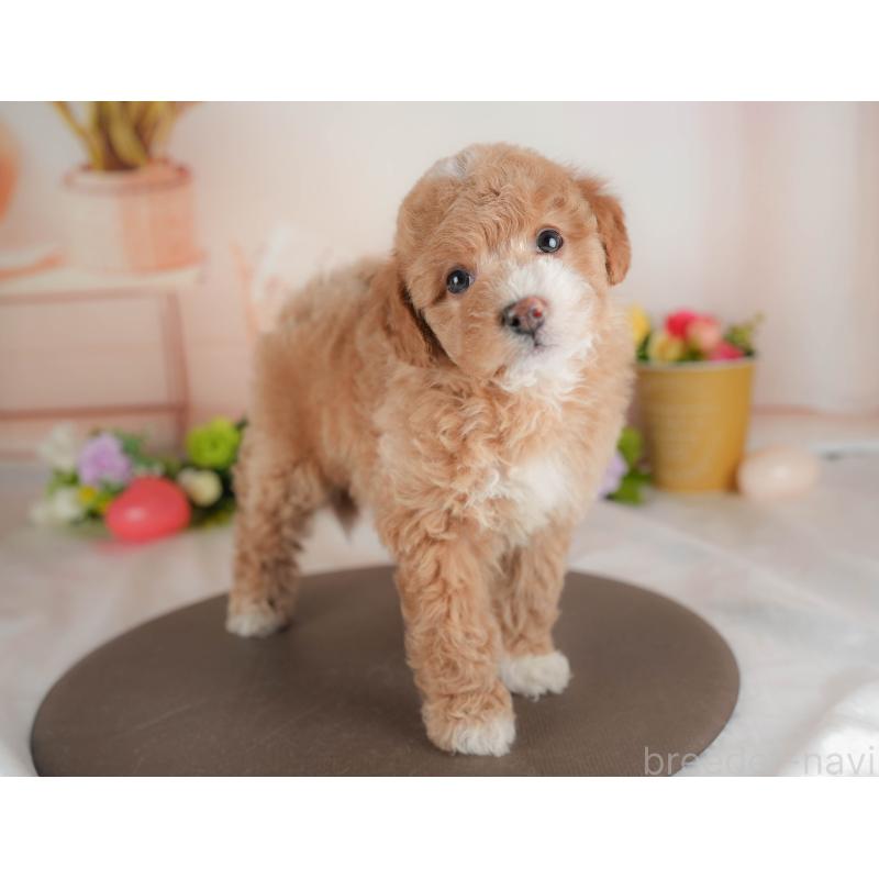 販売中の群馬県のビションプー:ビションフリーゼ×トイプードル-446314の5枚目