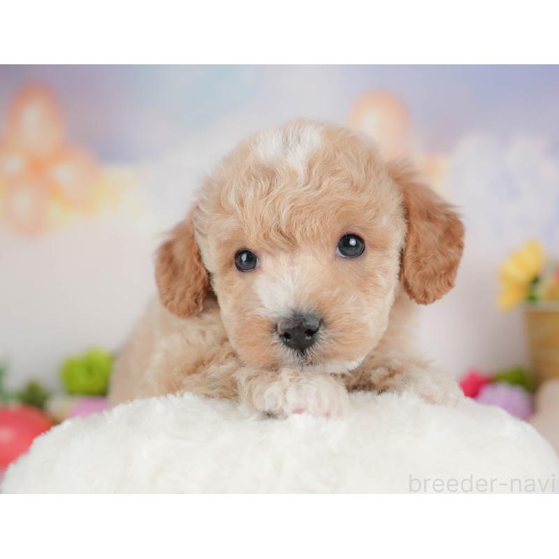 販売中の群馬県のビションプー:ビションフリーゼ×トイプードル-446313の9枚目