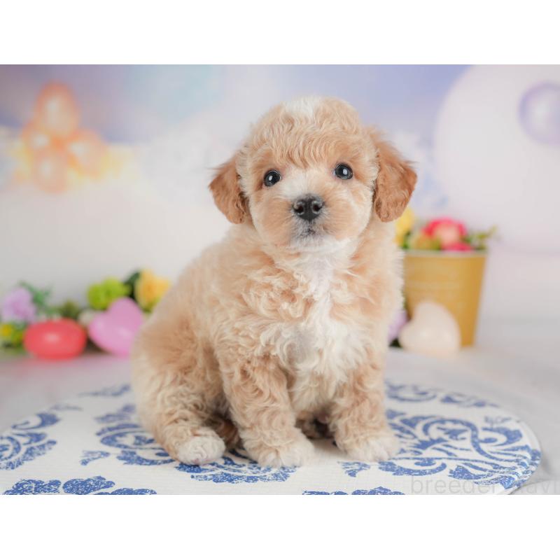 販売中の群馬県のビションプー:ビションフリーゼ×トイプードル-446313の7枚目