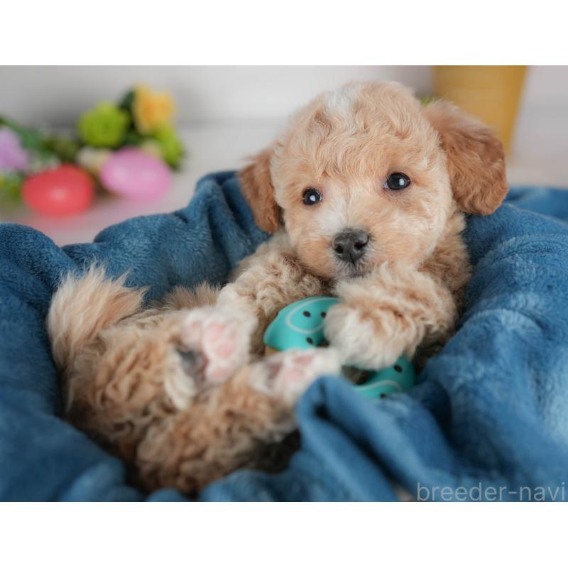 販売中の群馬県のビションプー:ビションフリーゼ×トイプードル-446313の6枚目