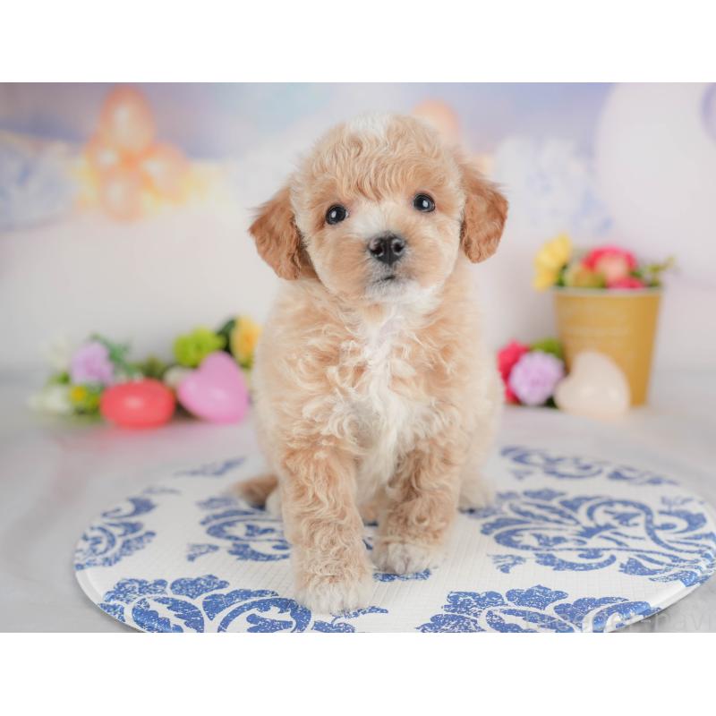 販売中の群馬県のビションプー:ビションフリーゼ×トイプードル-446313の5枚目