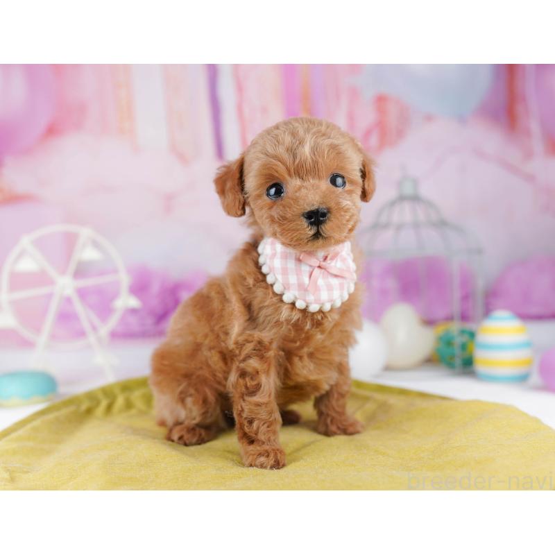 販売中の東京都のティーカッププードル-447142の8枚目