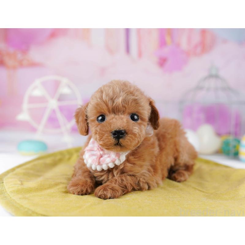 販売中の東京都のティーカッププードル-447142の7枚目