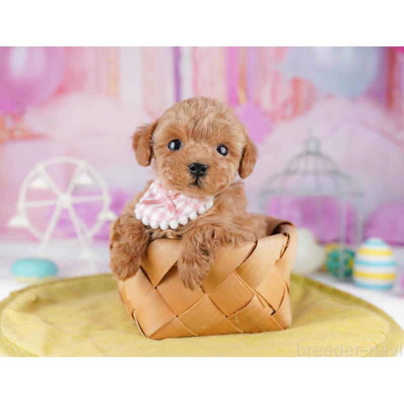 販売中の東京都のティーカッププードル-447142の6枚目