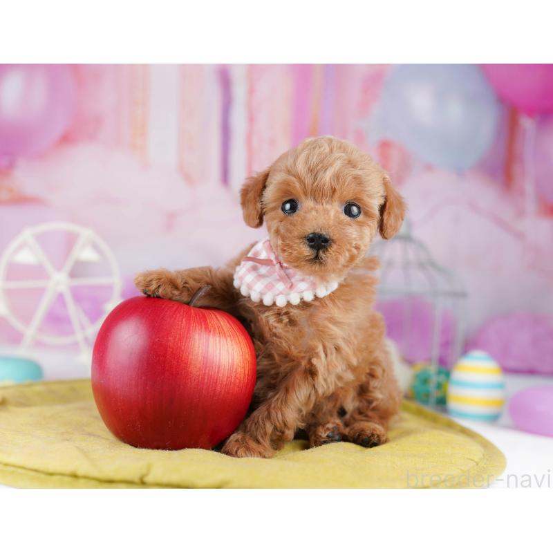 販売中の東京都のティーカッププードル-447142の5枚目