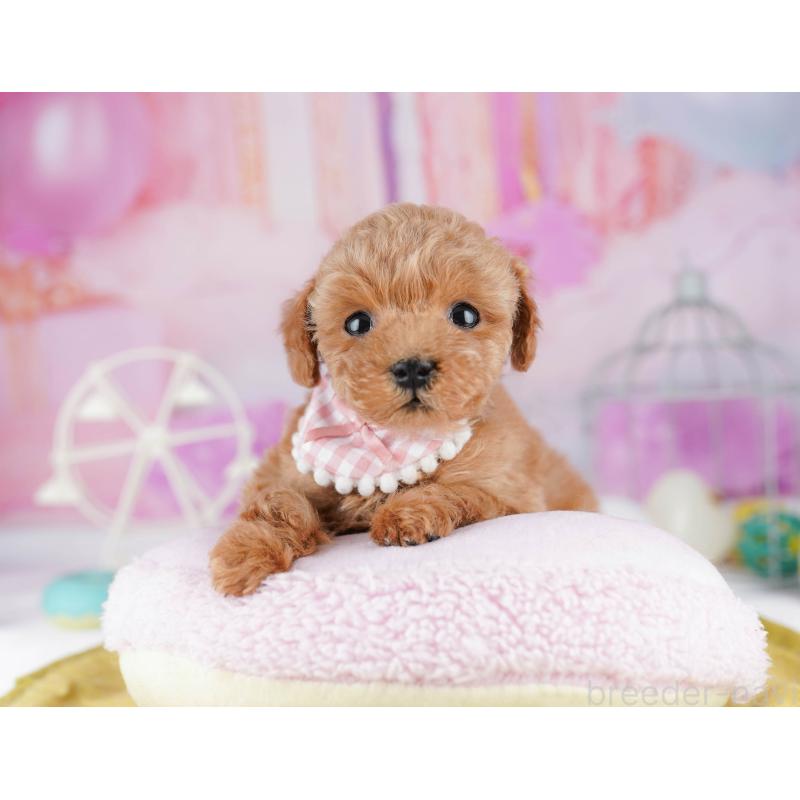 販売中の東京都のティーカッププードル-447142の4枚目