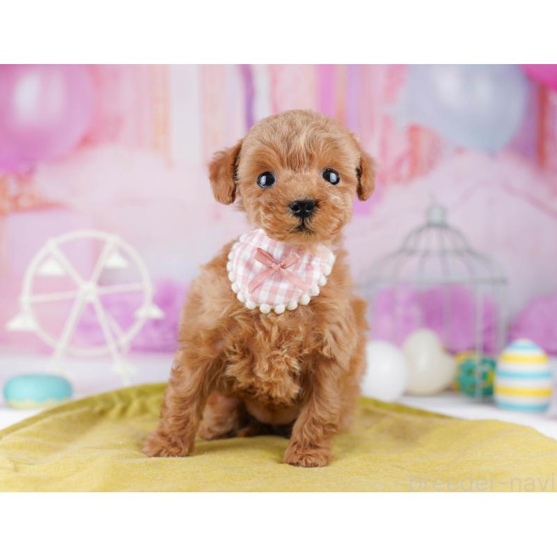 販売中の東京都のティーカッププードル-447142の3枚目