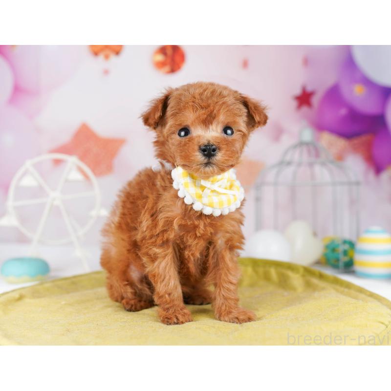 販売中の東京都のティーカッププードル-447143の1枚目