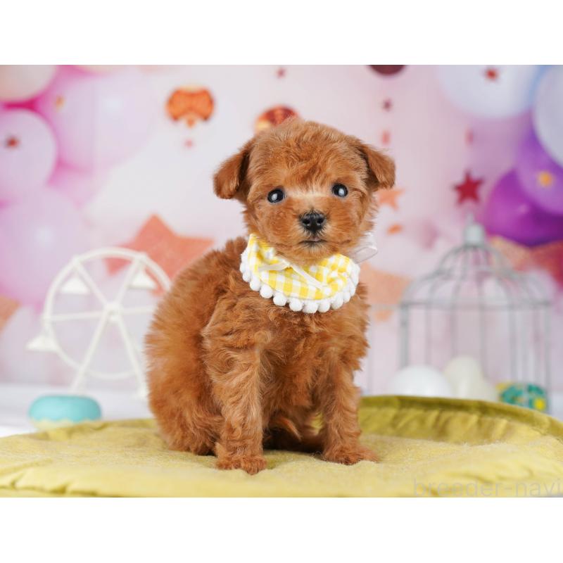 販売中の東京都のティーカッププードル-447143の8枚目