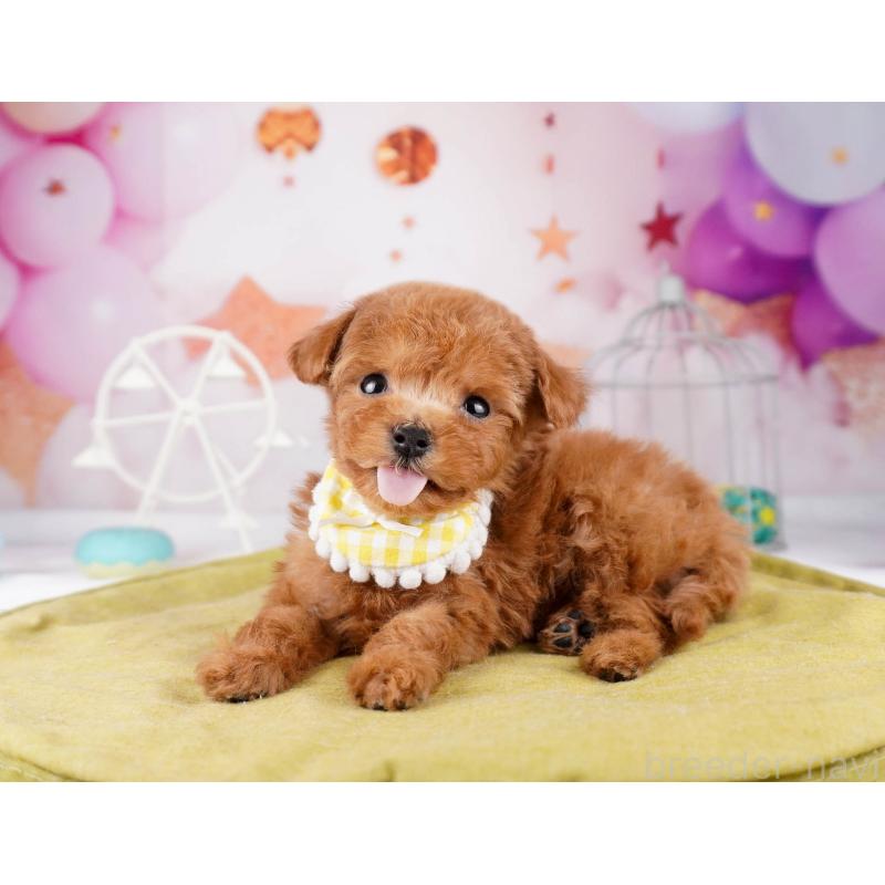 販売中の東京都のティーカッププードル-447143の7枚目