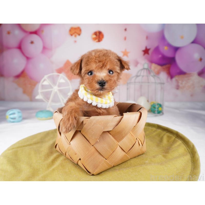 販売中の東京都のティーカッププードル-447143の6枚目