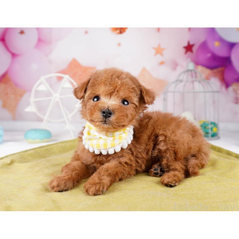 販売中の東京都のティーカッププードル-447143の4枚目