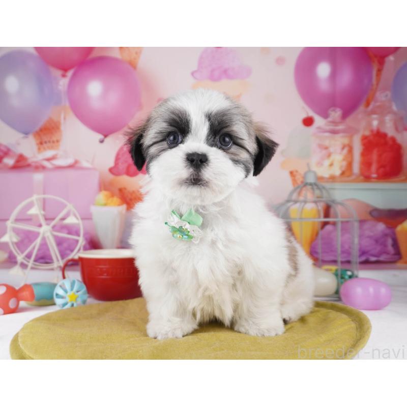 販売中の東京都のマルシーズー:マルチーズ×シーズー-447188の1枚目