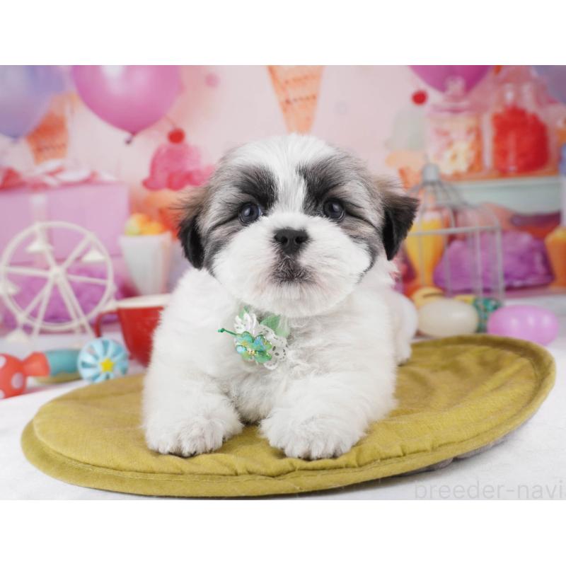 販売中の東京都のマルシーズー:マルチーズ×シーズー-447188の8枚目