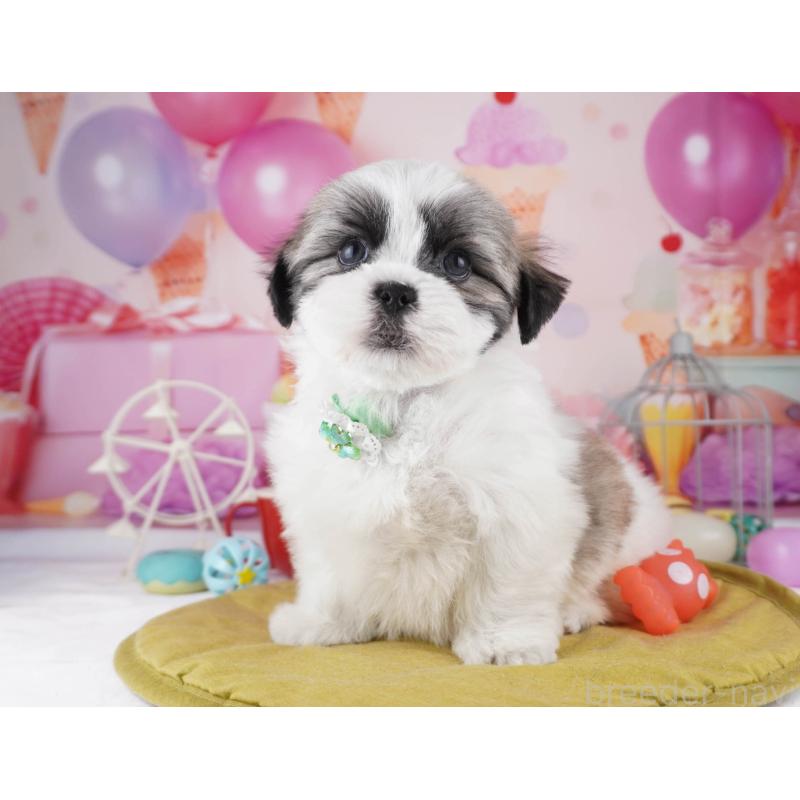 販売中の東京都のマルシーズー:マルチーズ×シーズー-447188の7枚目