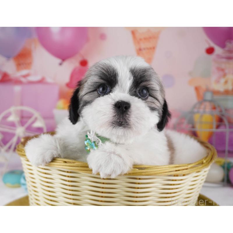 販売中の東京都のマルシーズー:マルチーズ×シーズー-447188の6枚目