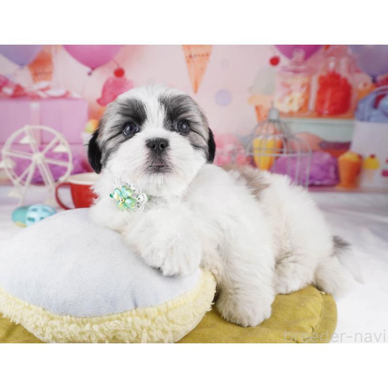 販売中の東京都のマルシーズー:マルチーズ×シーズー-447188の5枚目