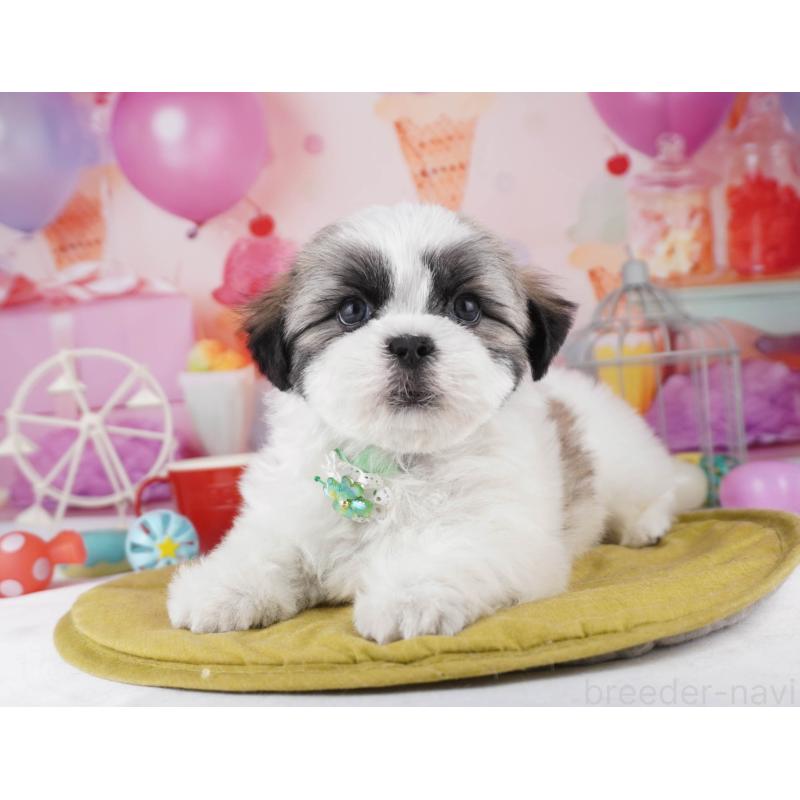 販売中の東京都のマルシーズー:マルチーズ×シーズー-447188の3枚目