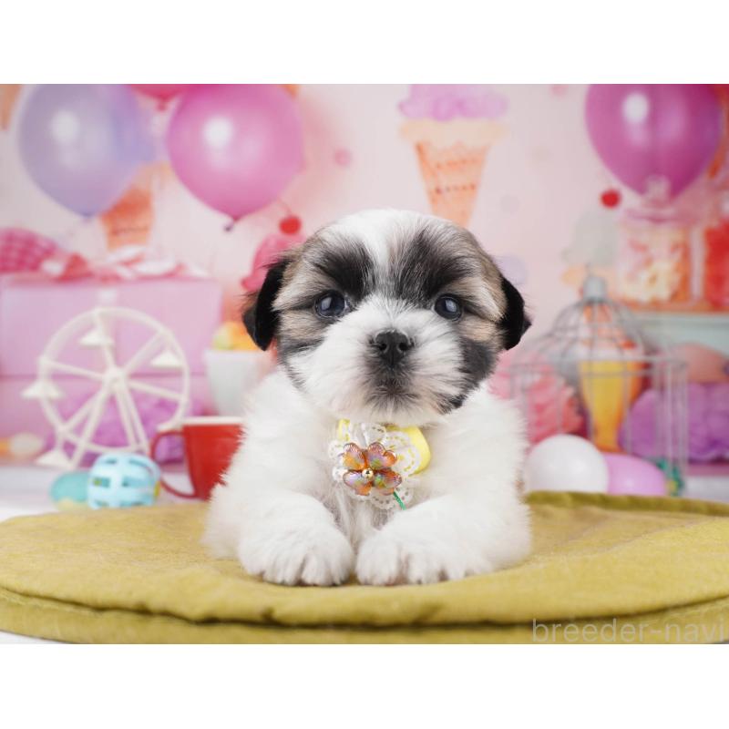 販売中の東京都のマルシーズー:マルチーズ×シーズー-447171