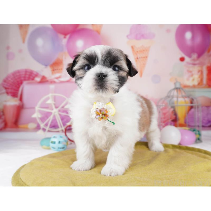 販売中の東京都のマルシーズー:マルチーズ×シーズー-447171の7枚目