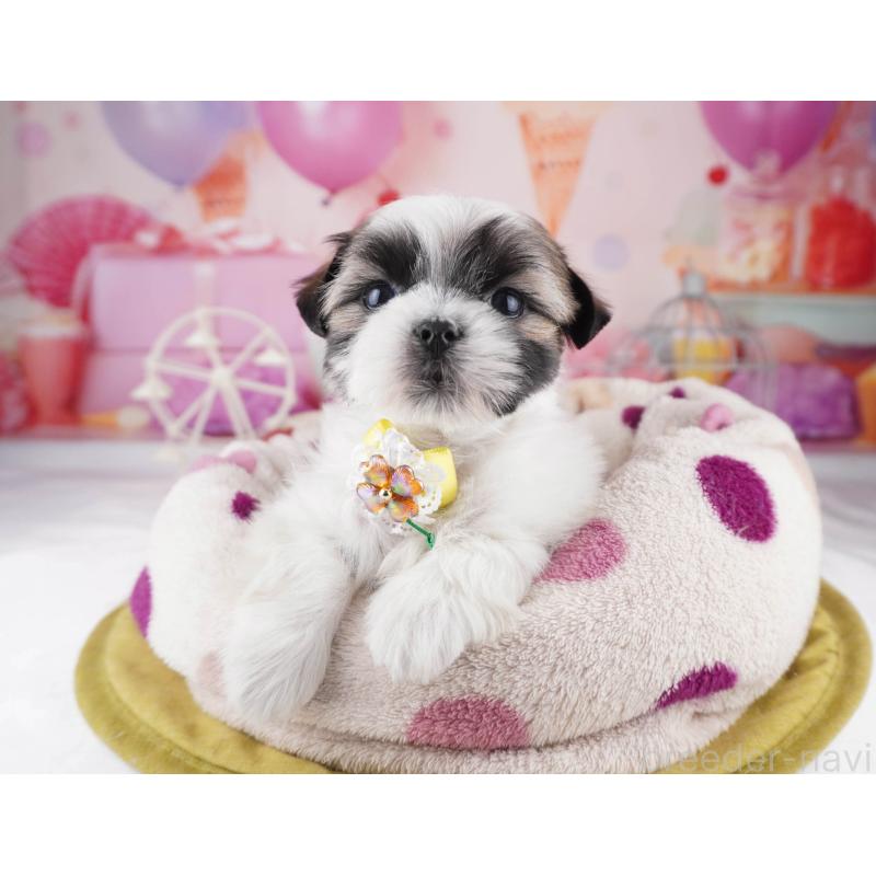 販売中の東京都のマルシーズー:マルチーズ×シーズー-447171の6枚目