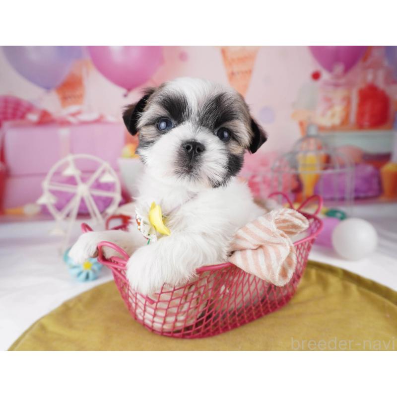 販売中の東京都のマルシーズー:マルチーズ×シーズー-447171の5枚目