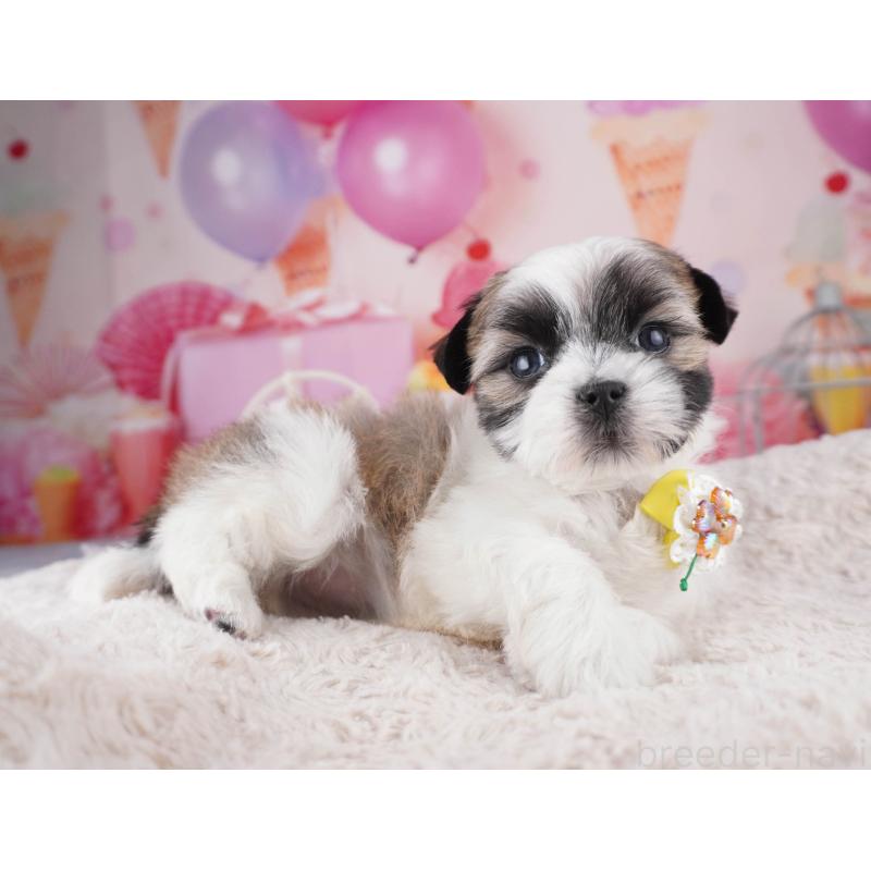 販売中の東京都のマルシーズー:マルチーズ×シーズー-447171の4枚目