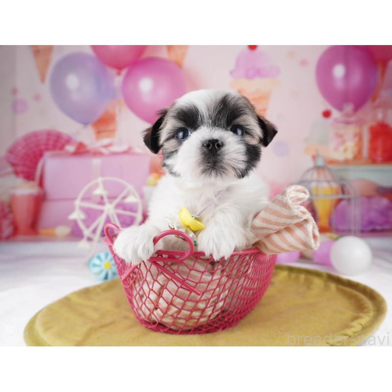 販売中の東京都のマルシーズー:マルチーズ×シーズー-447171の3枚目