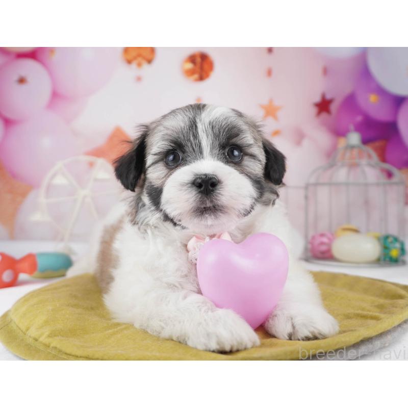 販売中の東京都のマルシーズー:マルチーズ×シーズー-447271の7枚目