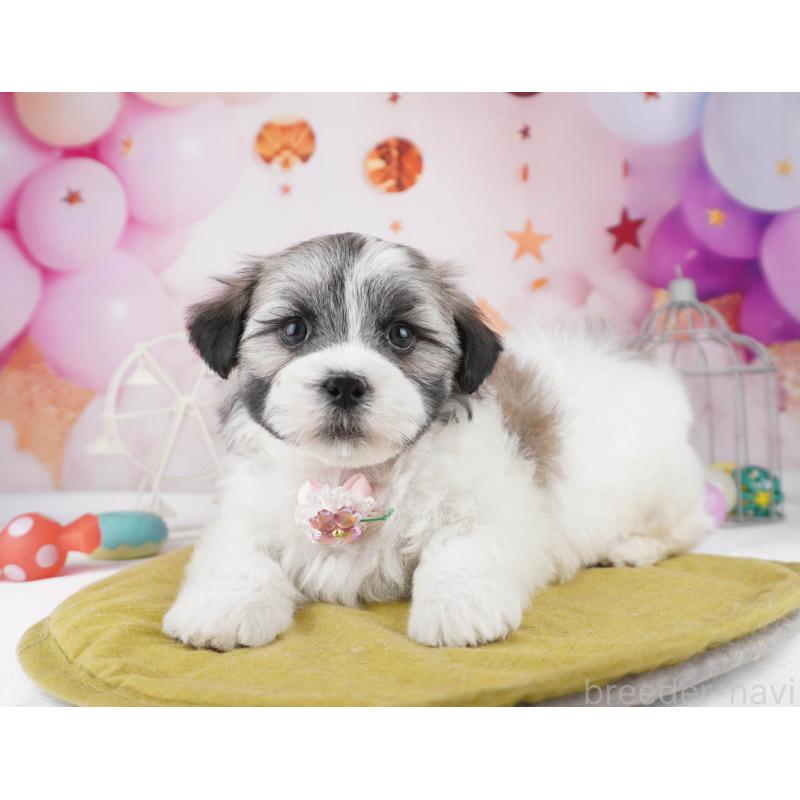 販売中の東京都のマルシーズー:マルチーズ×シーズー-447271の6枚目