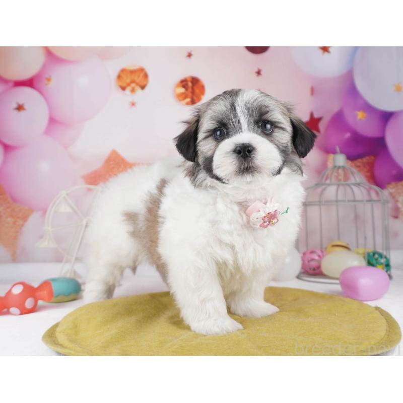 販売中の東京都のマルシーズー:マルチーズ×シーズー-447271の5枚目