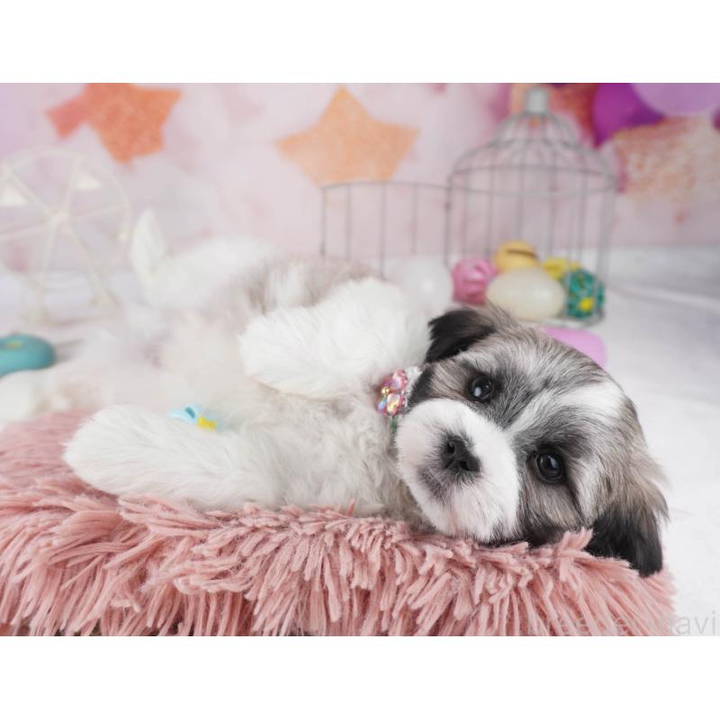 販売中の東京都のマルシーズー:マルチーズ×シーズー-447271の4枚目