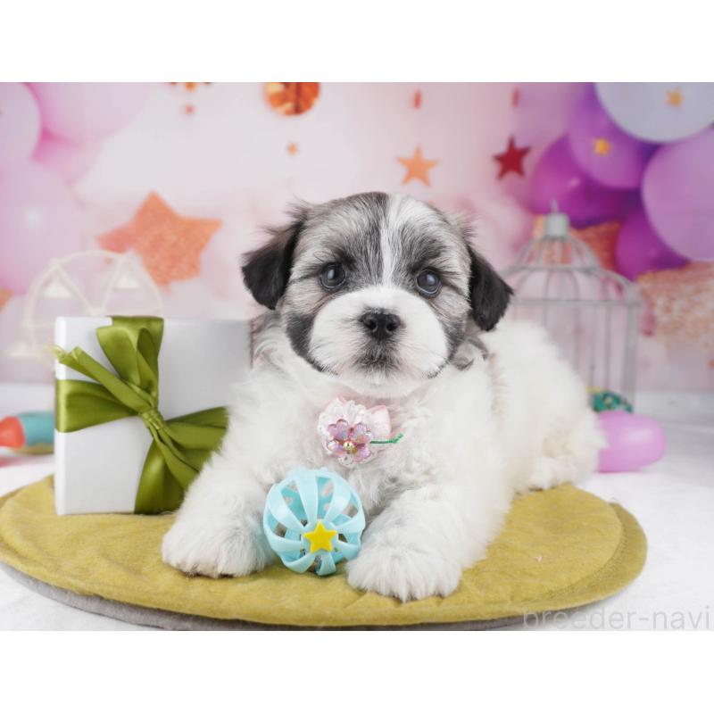 販売中の東京都のマルシーズー:マルチーズ×シーズー-447271の3枚目