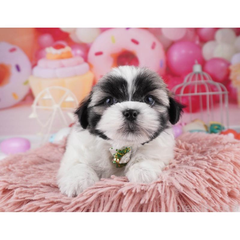 販売中の東京都のマルシーズー:マルチーズ×シーズー-447280の8枚目