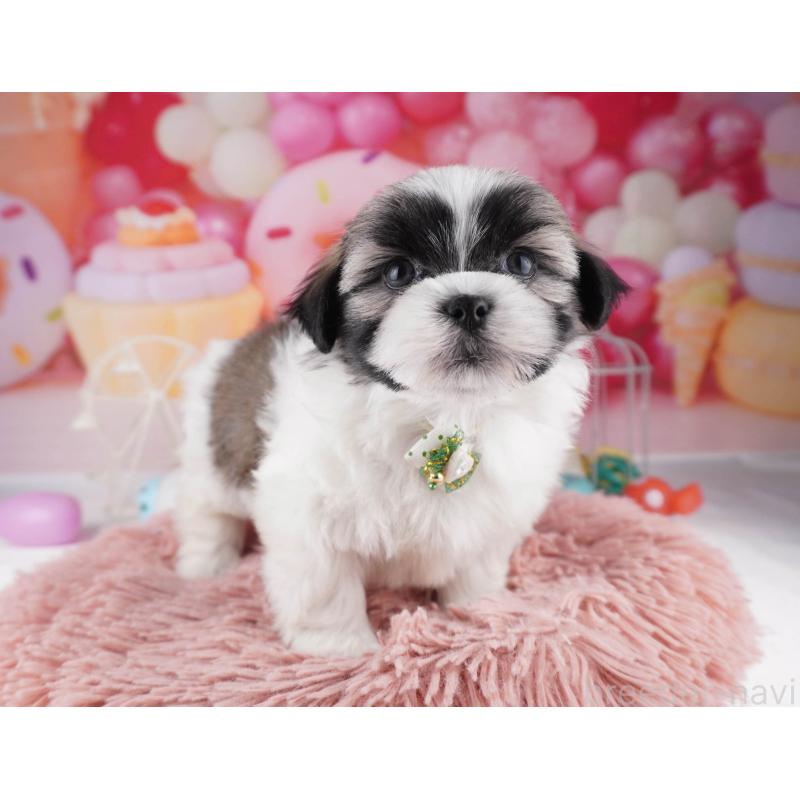 販売中の東京都のマルシーズー:マルチーズ×シーズー-447280の7枚目