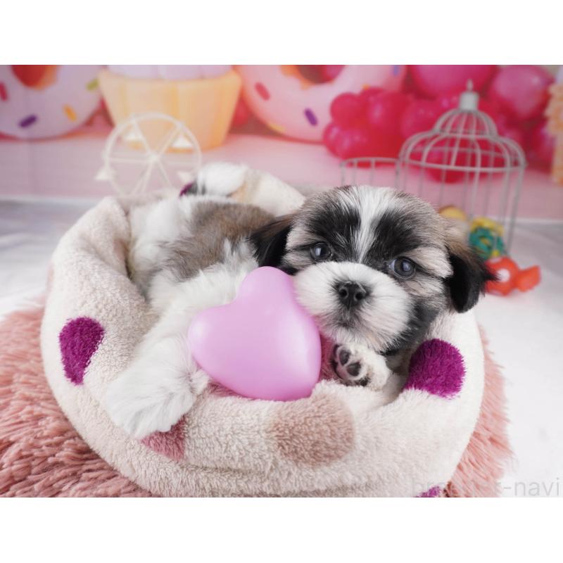 販売中の東京都のマルシーズー:マルチーズ×シーズー-447280の6枚目