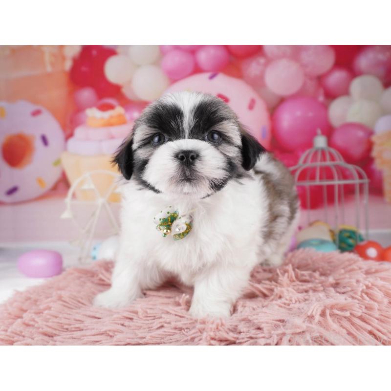 販売中の東京都のマルシーズー:マルチーズ×シーズー-447280の5枚目