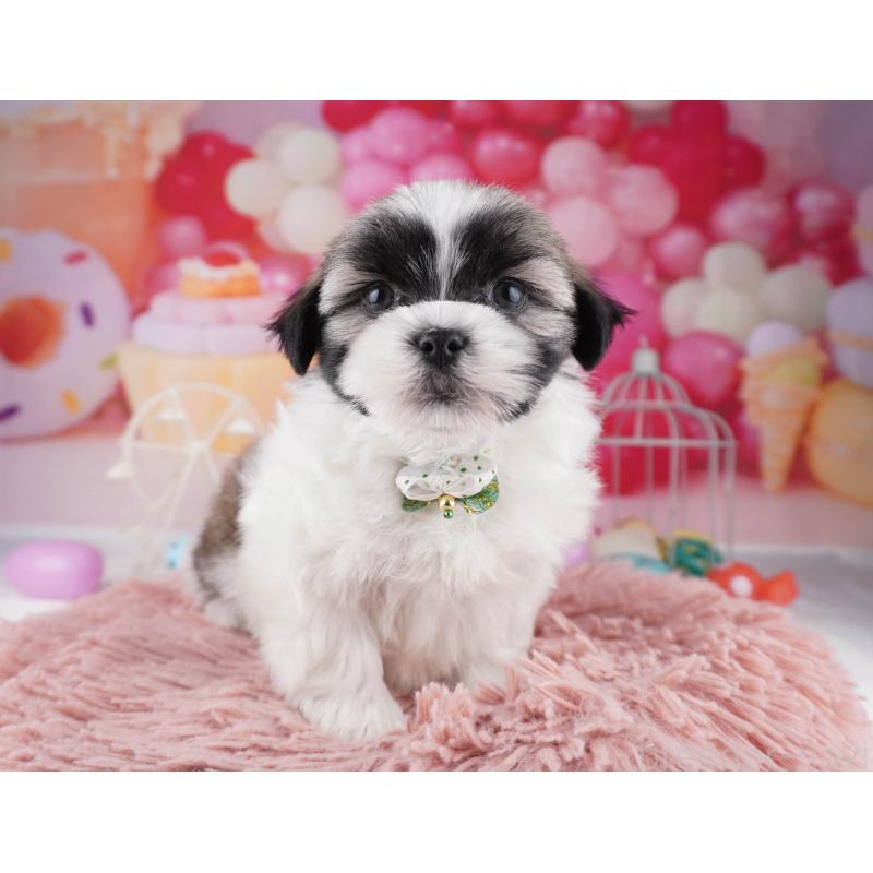 販売中の東京都のマルシーズー:マルチーズ×シーズー-447280の4枚目