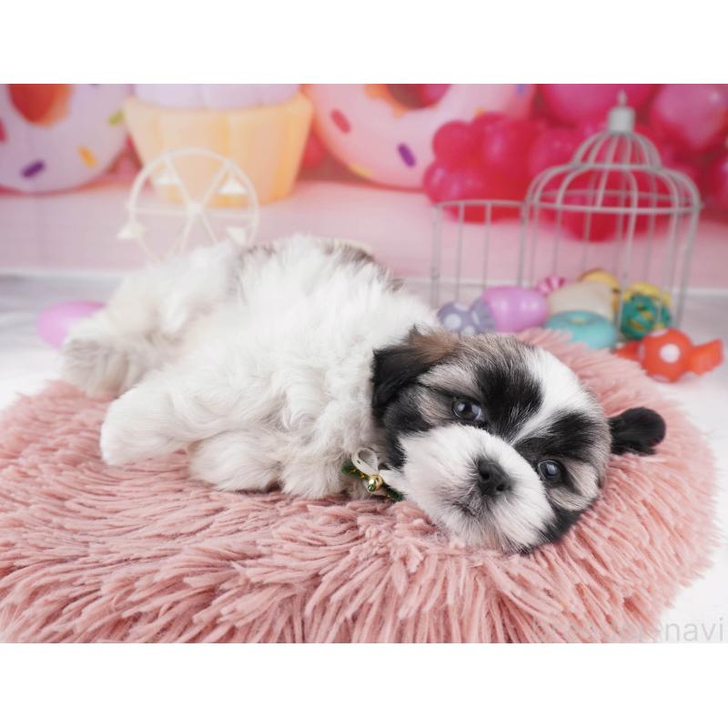 販売中の東京都のマルシーズー:マルチーズ×シーズー-447280の3枚目