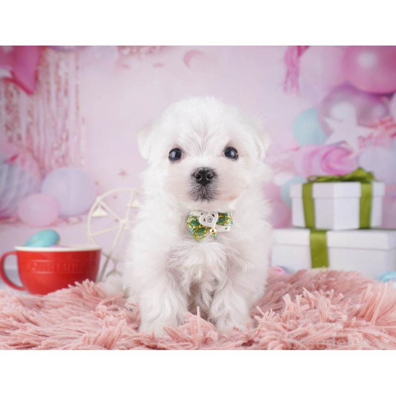 販売中の東京都のマルチーズ-447168の1枚目