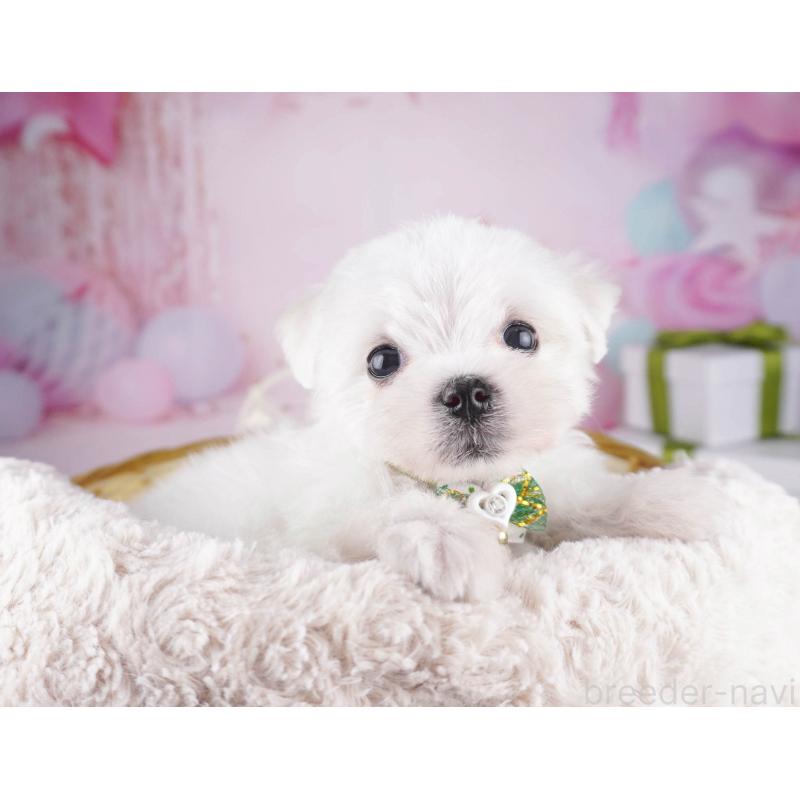 販売中の東京都のマルチーズ-447168の7枚目